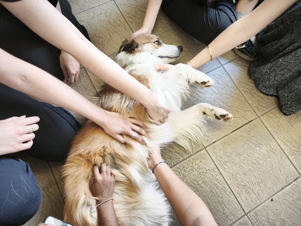 Therapy dog 